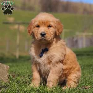 Ryder, Golden Retriever Puppy